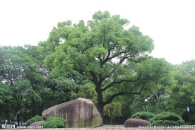 绿色大树