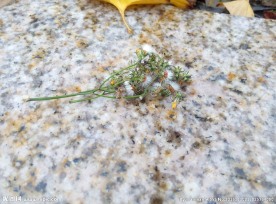 花草摄影