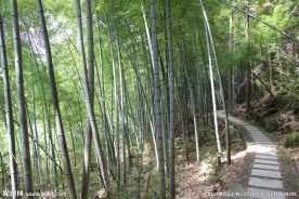 竹林 小路