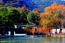 天平枫韵 枫叶