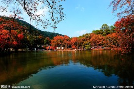 天平枫韵 枫叶