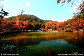 天平枫韵 枫叶