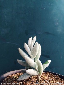 银月 多肉植物