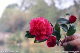 山茶花  云南山茶花 茶花 花