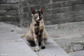 猫 动物