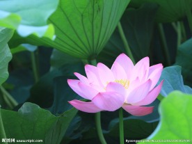 莲花