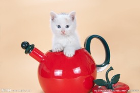 小猫咪