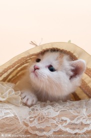 小猫咪