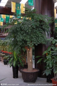 幸福树