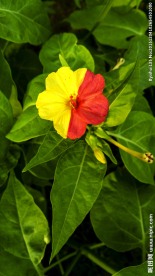 奇异花