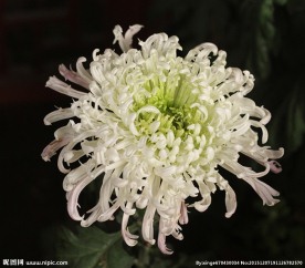 菊花摄影