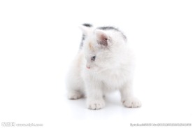 小猫咪