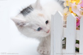 小猫咪