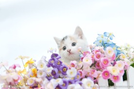 小猫咪