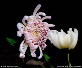 秋菊