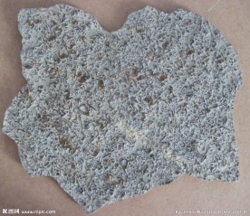 燕子石三叶虫化石照片