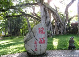 独树成林