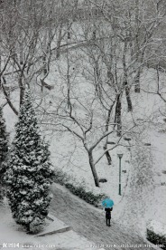 被雪覆盖的树林