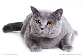 猫咪