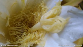 霸王花