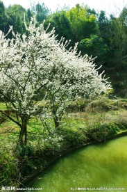 田园果花 果花光影