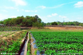 田园风光 辣椒基地