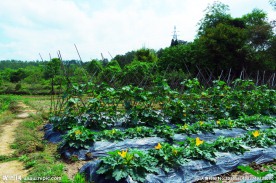 田园瓜果 茁壮成长