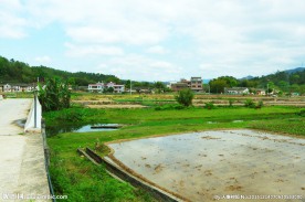 田园风光 河床牧草