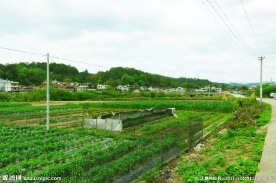 田园风光 绿色乡村