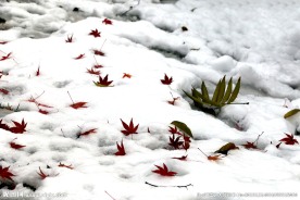 雪地上的红叶