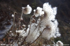 野棉花
