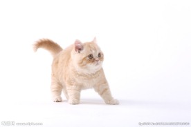 宠物猫图片