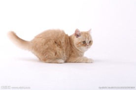 宠物猫图片