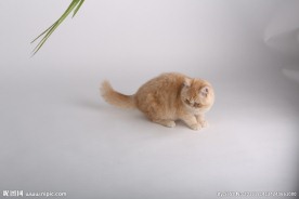 宠物猫图片