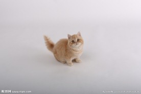 宠物猫图片