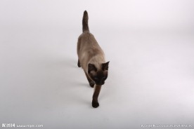 宠物猫图片