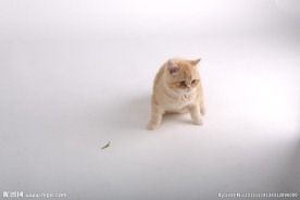 宠物猫图片