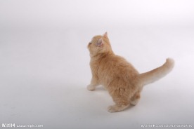 宠物猫图片