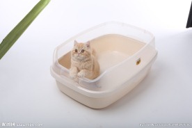 宠物猫图片