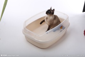 宠物猫图片