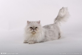 宠物猫图片