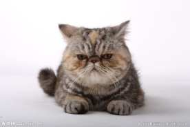 宠物猫图片