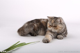 宠物猫图片