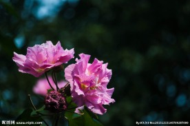 芙蓉