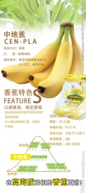 中地蕉 展架