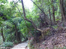 山中小路