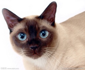 宠物猫