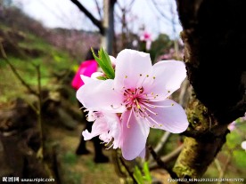桃花一朵朵