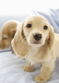 宠物狗 狗狗 家养宠物