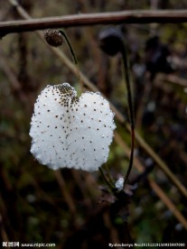 野棉花